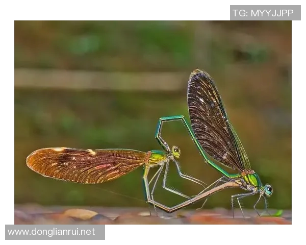 探索蜘蛛C10的创新技术与应用前景解析